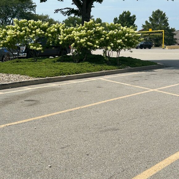 Meet your Posher, Mimi - Picture 3 of 6